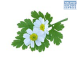 DH Herb Fever Few