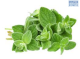 DH Herb Oregano