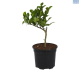 Fruit-it Fruit Tree Beurrs Lime S