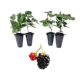 Fruit-it Fruit Tree Blackberry S