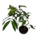 Fruit-it Fruit Tree Litchi S