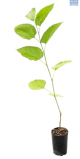 Fruit-it Fruit Tree Mulberry L