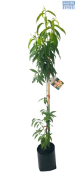 Fruit-it Fruit Tree Peach XL