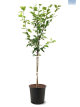 Fruit-it Fruit Tree Pear S