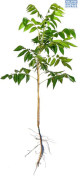 Fruit-it Fruit Tree Pecan Nut L