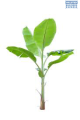 Fruit-it Fruit Tree Plantain M