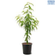 Fruit-it Fruit Tree Plum M