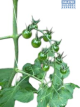 Fruit-it Fruit Tree Tomato L