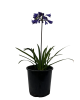 LG Agapanthus Bingo Blue