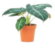 LG Alocasia Black Velvet