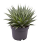 LG Aloe Aristata Hybrid Nice