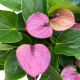 LG Anthurium Baby Purple