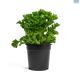 LG Asplenium Leslie