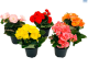 LG Begonia Elatior Mix