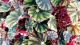 LG Begonia Rex Mix