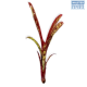 LG Bromeliad Billbergia