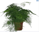 LG Fern Asparagus Falcatus 15cm