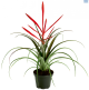 LG Tillandsia Spirit red multi spike flower