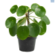 LG Pilea Peperomiodes