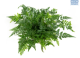 LG Rabbits Foot Fern Davallia