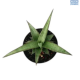 LG Sanseveria Hybrid Ass
