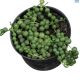 LG String of Pearls
