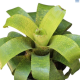 LG Bromeliad Vriesea Fenestralis