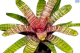 LG Bromeliad Vriesea Red Chestnut