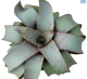 LG Bromeliad Vriesea Saunderii