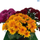 LG Chrysanthemum Mix 15cm