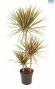 LG Dracaena Bi Colour XL