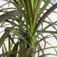 LG Dracaena Magenta XL