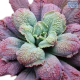 LG Echeveria lingus Witches Tongue
