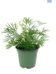 LG Eyelash Fern Actiniopeteris Australis