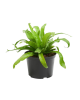 LG Fern Asplenium antiquum Japanese Birds Nest