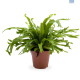 LG Fern Asplenium Crissie Forked Leaf Birds Nest