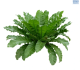 LG Fern Asplenium Nidus