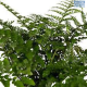 LG Fern Asplenium Parvati