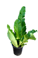 LG Fern Crocodile (Microsorum musifolium Crocodylus)