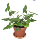 LG Fern Heart (Hemionyis arifolia) 12cm