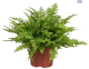 LG Fern Nephrolepis Blue Bell 12cm Pot