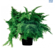 LG Fern Nephrolepis Marissa 12cm