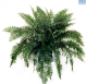 LG Fern Nephrolepsis Macho HB