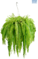 LG Fern Nephrolepsis Marrissa Hanging Basket