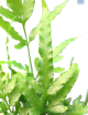 LG Fern Pteris ensiformas