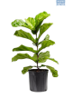LG Ficus lyrata Fiddle Leaf Fig