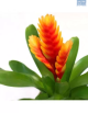 LG Guzmania Mix