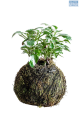 LG Kokedama