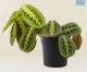 LG Maranta Leuconeura