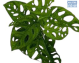 LG Monstera Adansonii HB